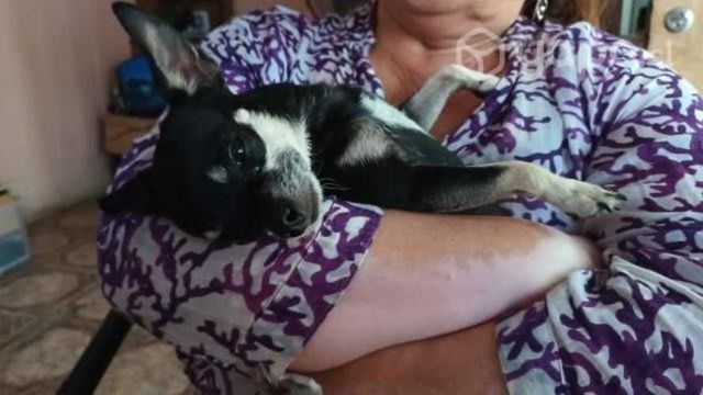 Chihuahua hembra