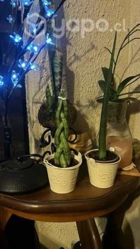 Hermosas orquídeas , suculentas ,cuarzo ,macetero