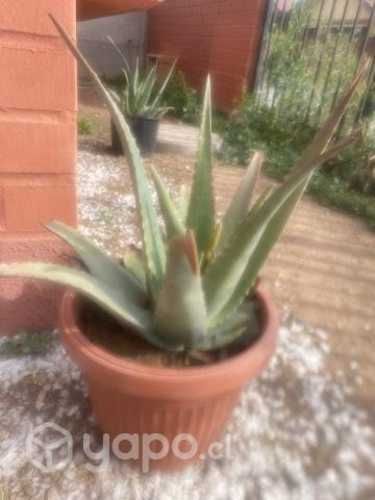 Aloe vera