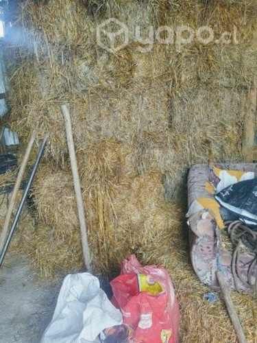 Fardos de avena con grano de este año