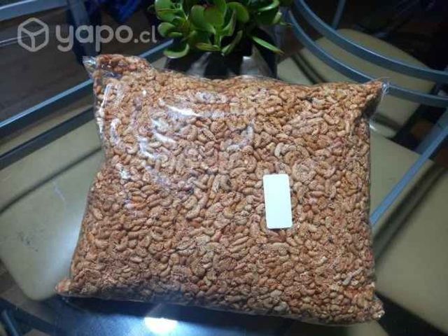 Pulgas de playa ( alimentación para tortugas)