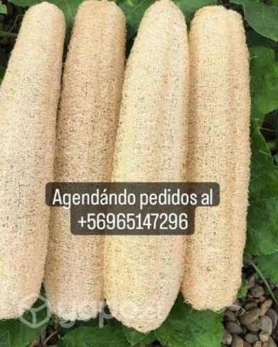Luffa