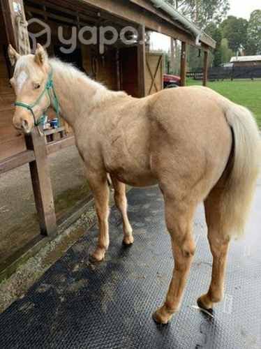 Potrillo cuarto de milla inscrito