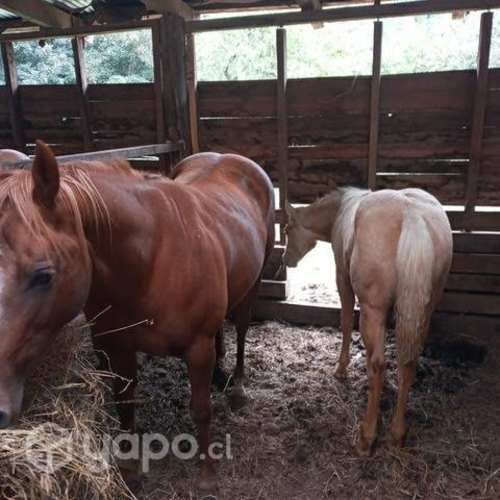 Potrillo cuarto de milla inscrito