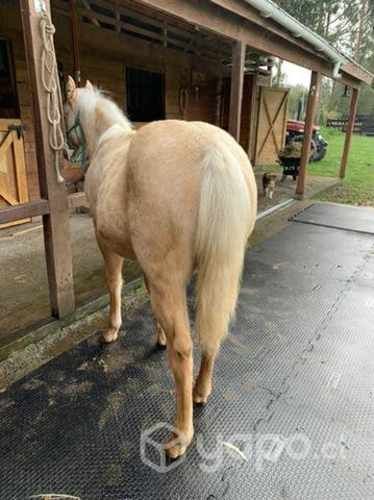 Potrillo cuarto de milla inscrito