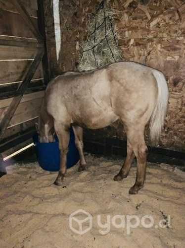 Potrillo cuarto de milla inscrito