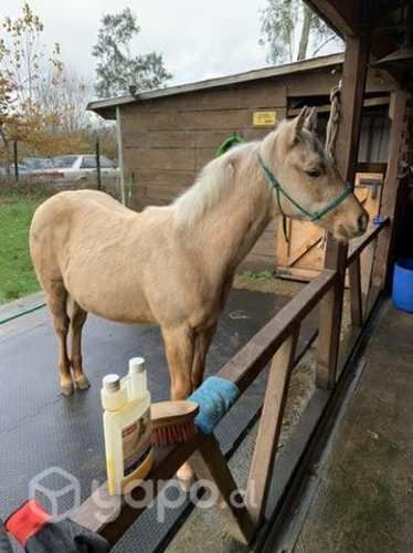 Potrillo cuarto de milla inscrito