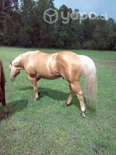 Potrillo cuarto de milla inscrito