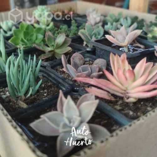 Pack 25 suculentas medianas
