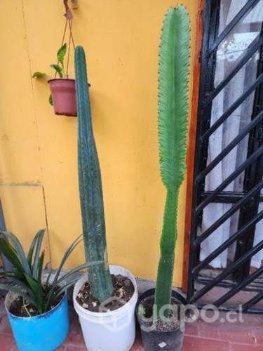 Planta captus para su jardín