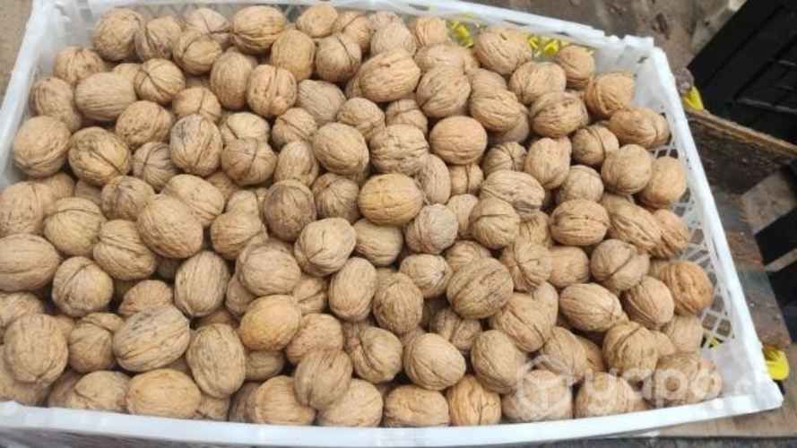 Nueces del año