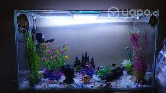 Hermoso acuario