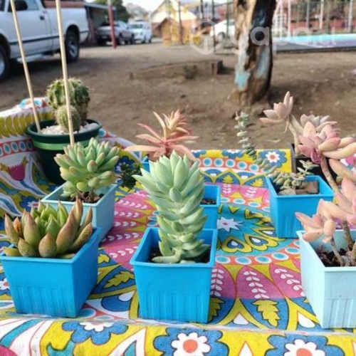 Suculentas & cactus