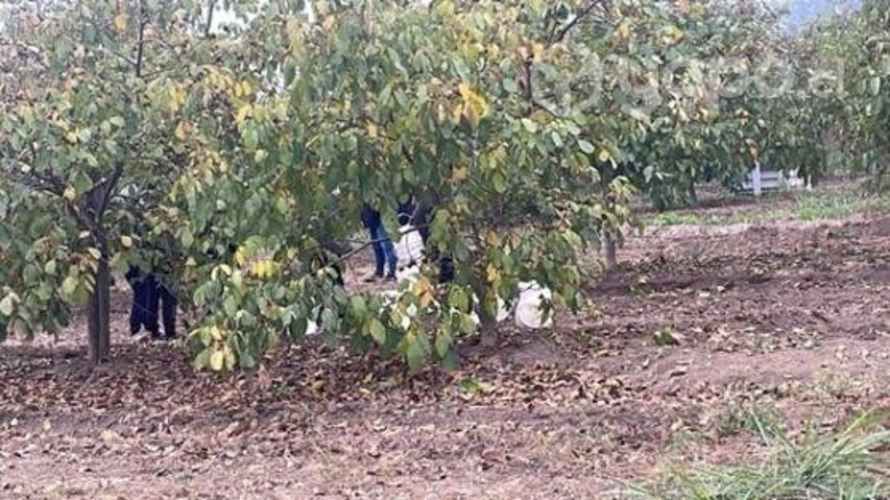 Nueces chandler cosecha 2023