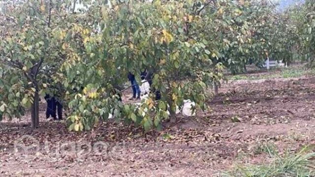 Nueces chandler cosecha 2023