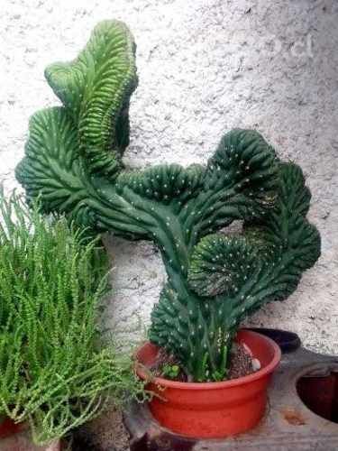 Cactus cerebro 43x43 cm