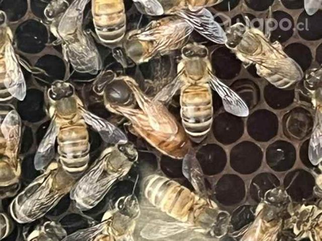 Miel ulmo multiflora tinetas