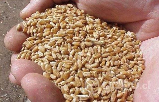 Saco de trigo limpio 25 kg de OSORNO