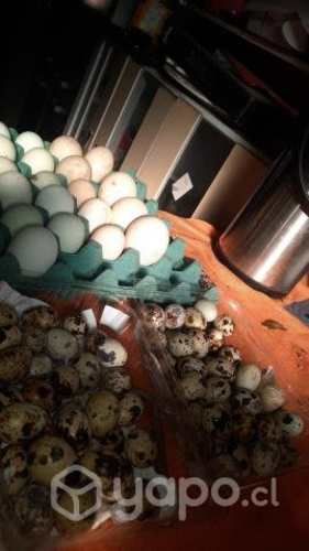 Huevos fertiles