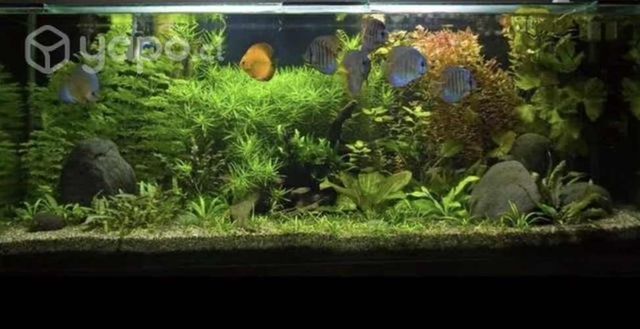 Acuario con todo sus accesorios