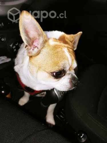 Chihuahua bicolor busca novia