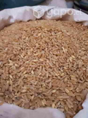 Sacos de trigo candeal limpio