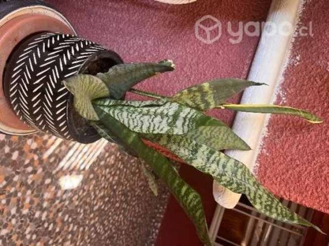 Sansevieria
