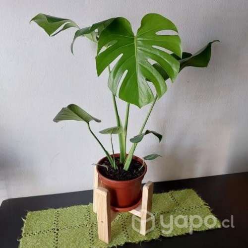 Monstera Deliciosa con porta maceta