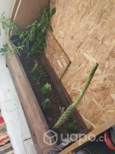 Jardinera con plantitas