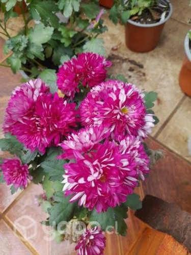 Plantas para adornar patio