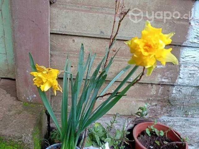 Narcisos planta flor