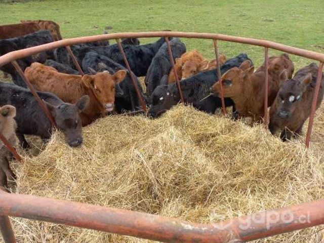 10 terneros y terneras