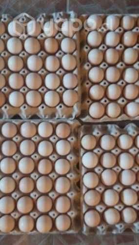 Huevos fértiles pollos de Engonda Brolier Cobb 500