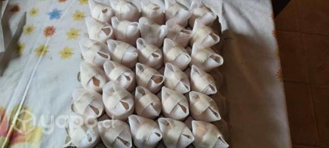 Huevos fértiles pollos de Engonda Brolier Cobb 500