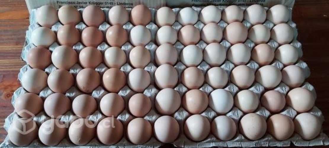 Huevos fértiles pollos de Engonda Brolier Cobb 500