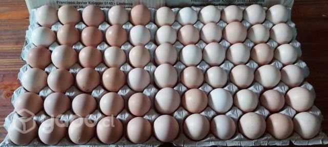Huevos fértiles pollos de Engonda Brolier Cobb 500