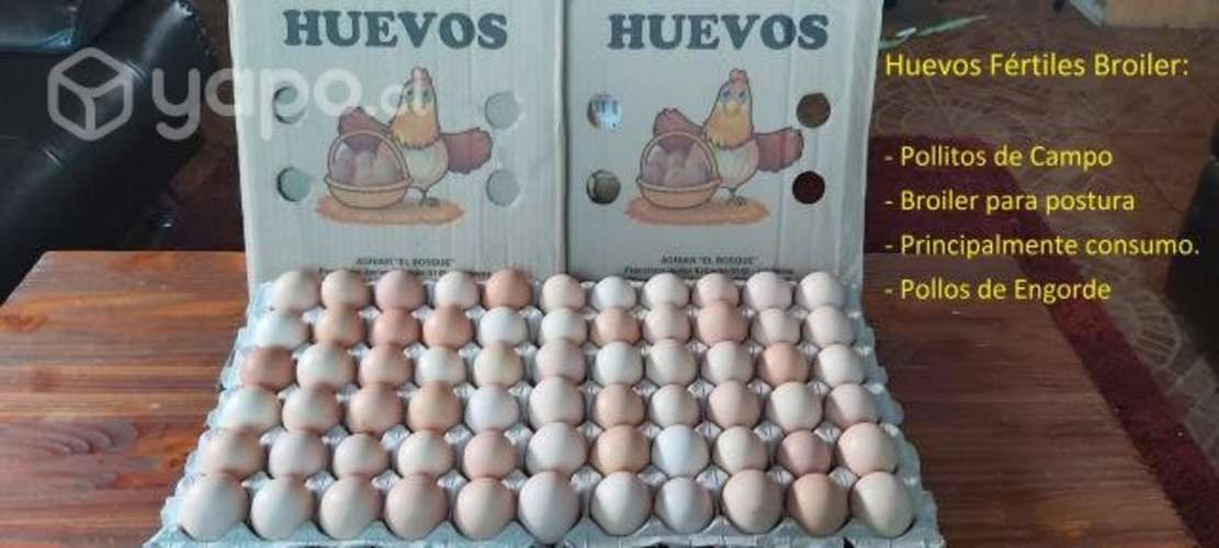 Huevos fértiles pollos de Engonda Brolier Cobb 500