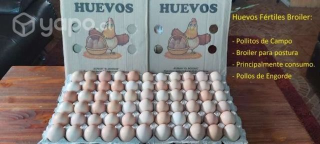 Huevos fértiles pollos de Engonda Brolier Cobb 500