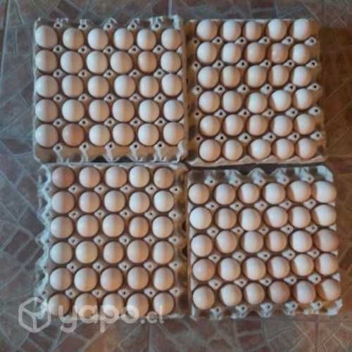 Huevos fértiles pollos de Engonda Brolier Cobb 500