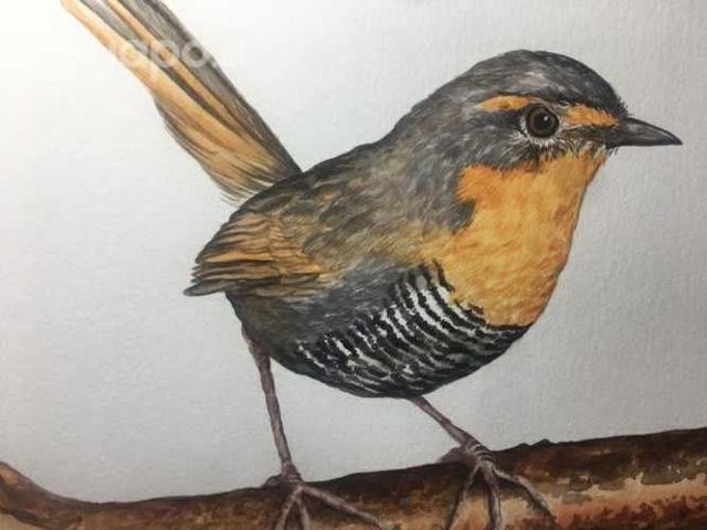 Acuarelas, cuadros, aves, pájaros
