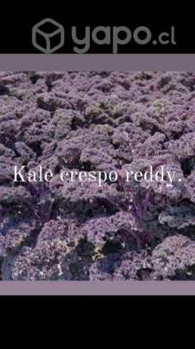 Semillas kale crespo