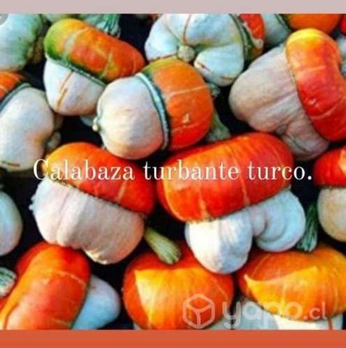 Zapallo turbante turco y otros