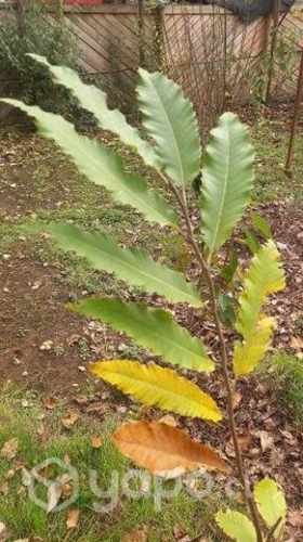Plantas de castaño castañas