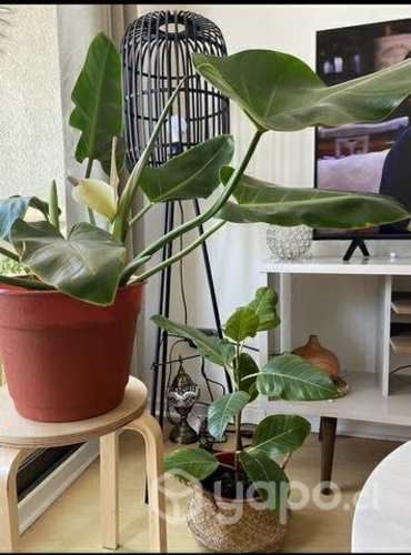 Lámpara de pie 1 luz