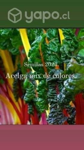 Semillas acelga y otros