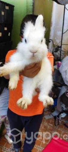 Conejitos para mascota