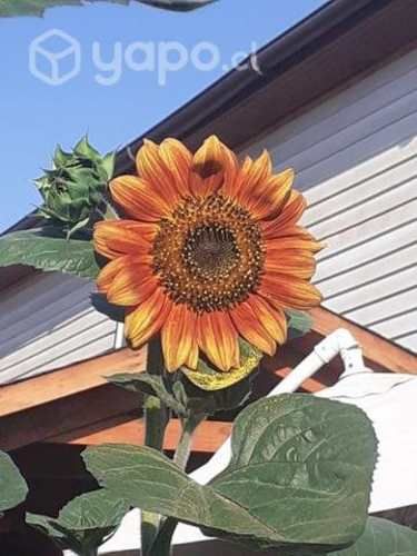 Semillas girasol music box y otros