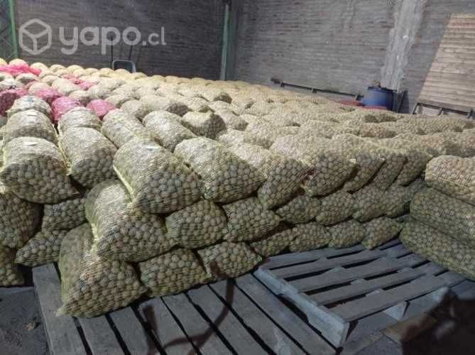 Nueces Chandler cosecha 2023