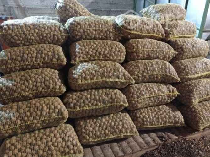 Nueces Chandler cosecha 2023