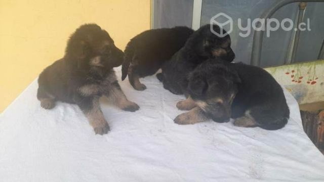 Hermosos P.A. Buscan hogar